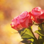 autumn_roses_by_incolor16-d5lye9n